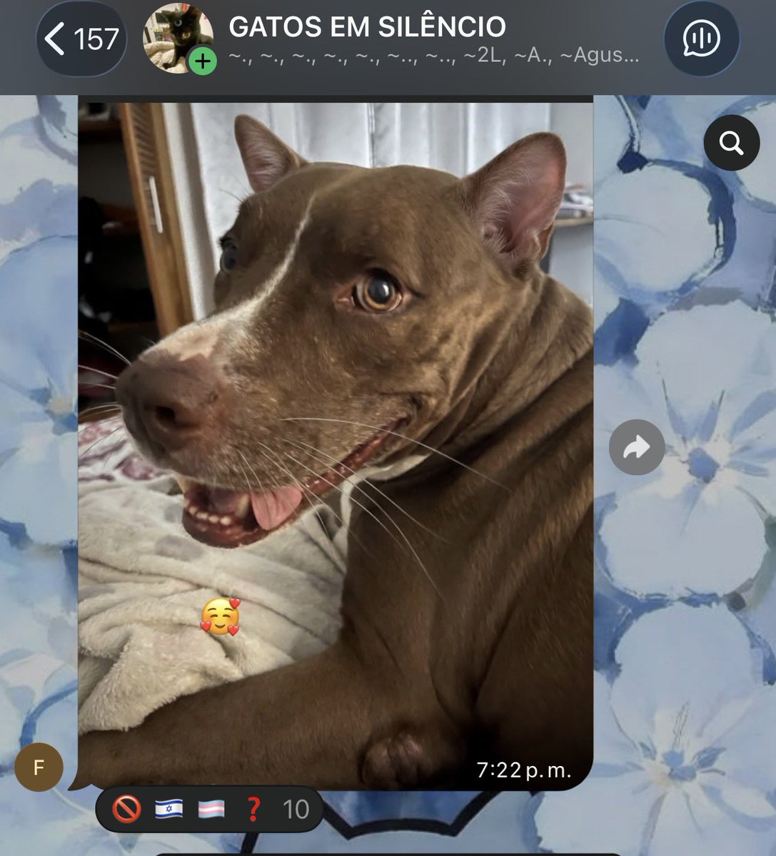 incakolaqueen's tweet photo. AMIGOS LOGRÉ ENTRAR A UNO DE LOS GRUPOS DE GATOS EM SILÊNCIO  AMARON A MI WANTAN 😭😭😭🩷🩷🩷🩷🩷 Y BARDEARON A UN PERRO JSKSKDJSJ https://t.co/khYaLj2yPE