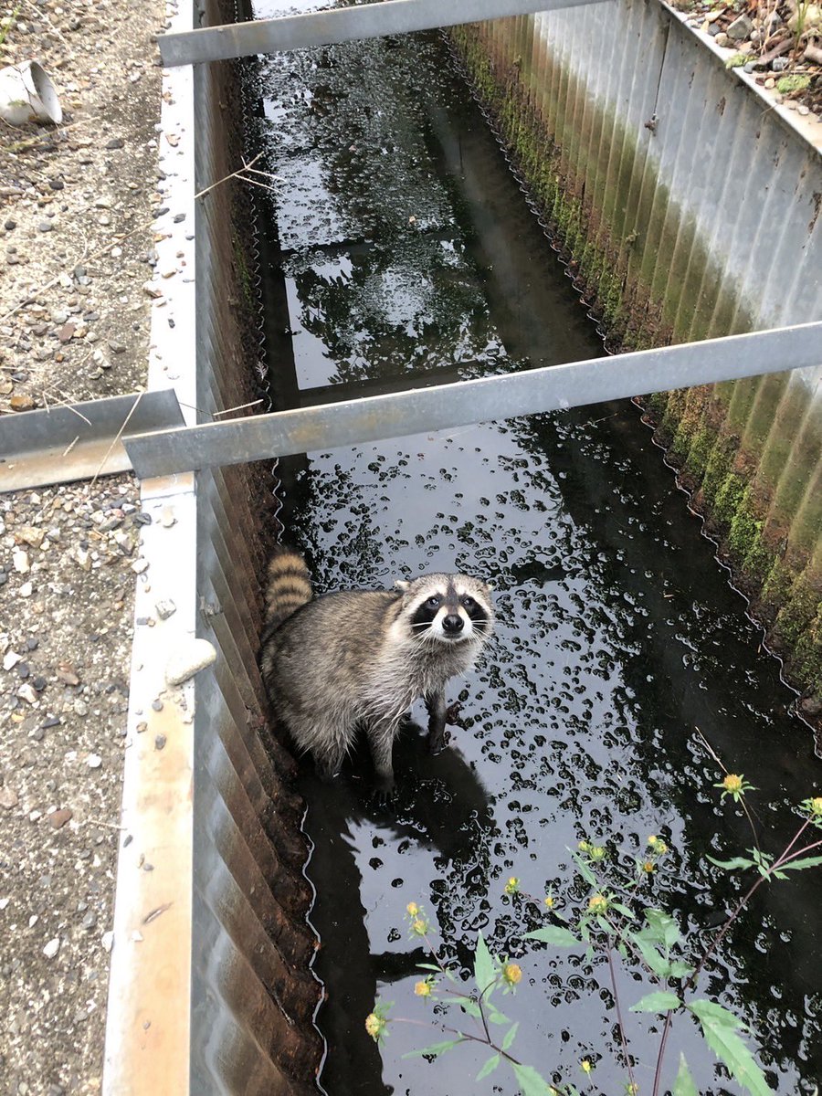 study_snowboard's tweet photo. 用水路にアライグマ🦝
洗ってるけど、それ食べるの？ https://t.co/lWRA90IMj0