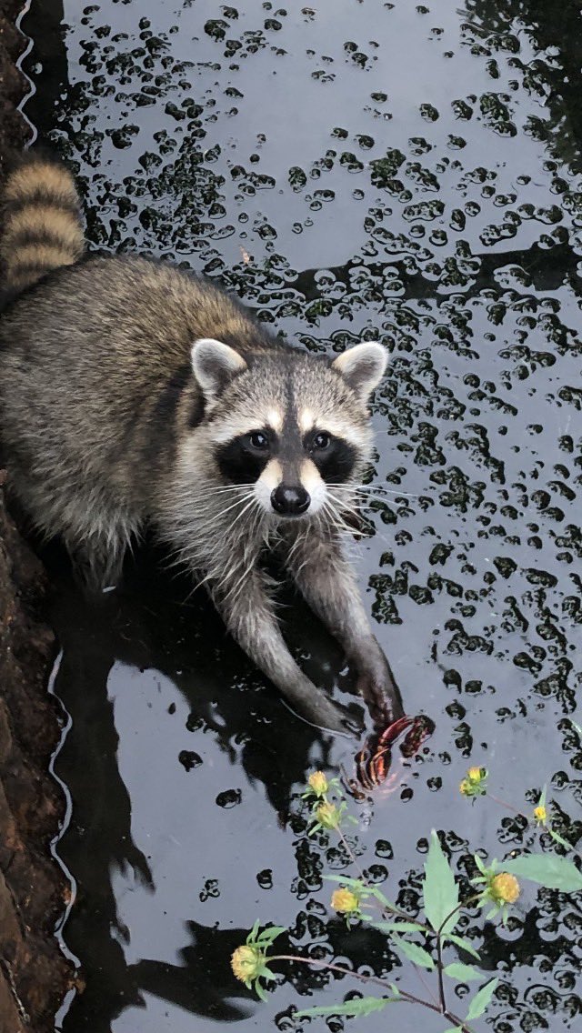 study_snowboard's tweet photo. 用水路にアライグマ🦝
洗ってるけど、それ食べるの？ https://t.co/lWRA90IMj0