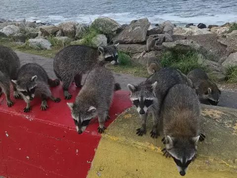 GalTrashRacoon's tweet photo. $gtr https://t.co/5K5GtMNfBy