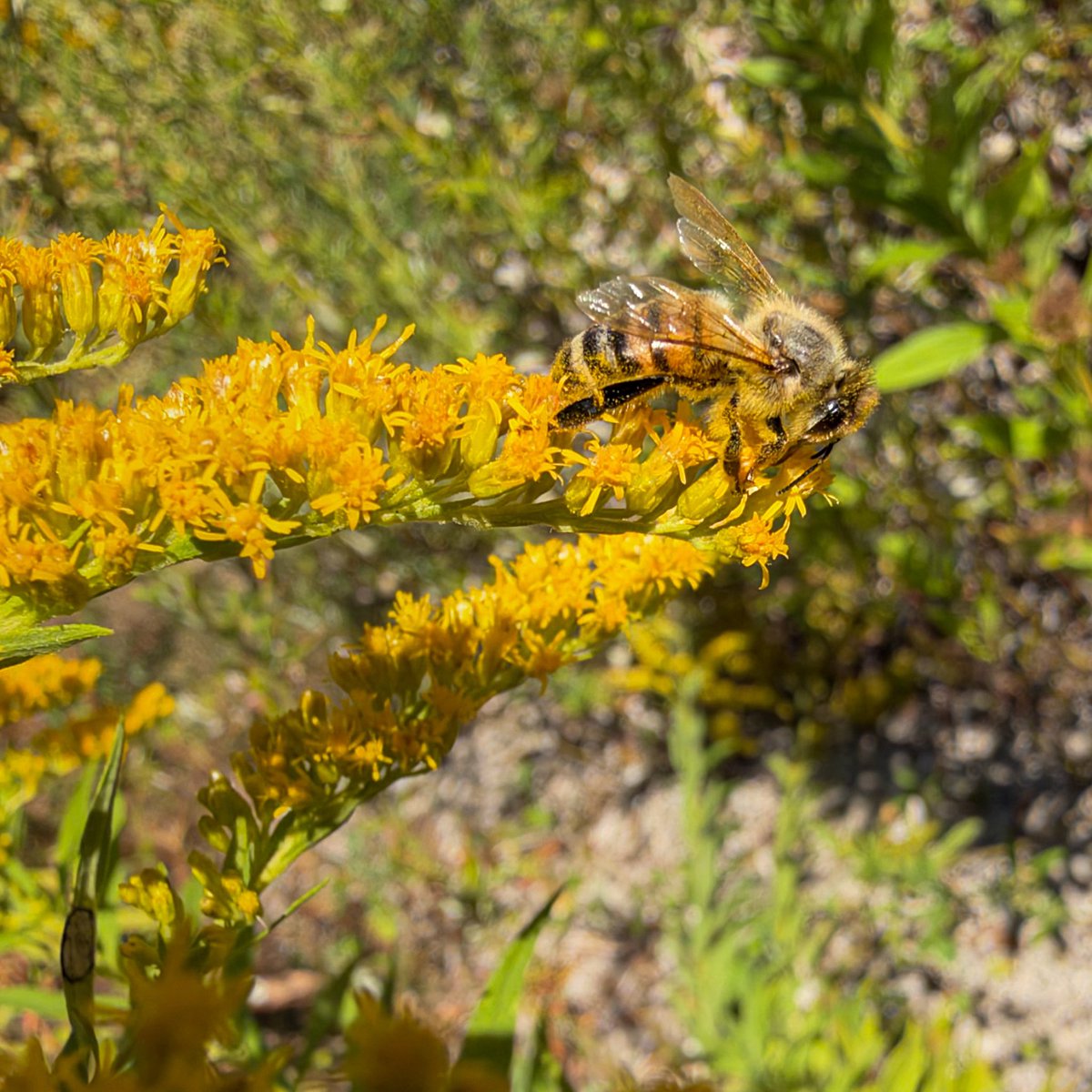 hellosaurav's tweet photo. Spent the afternoon watching these busy bees hard at work on the goldenrod. It is amazing to see them up close! 🐝🌼
#NaturePhotography #Bees #Pollinators #Goldenrod #SaveTheBees #MacroPhotography #iphone18promax #sauravphoto https://t.co/oLwFSFbnu8