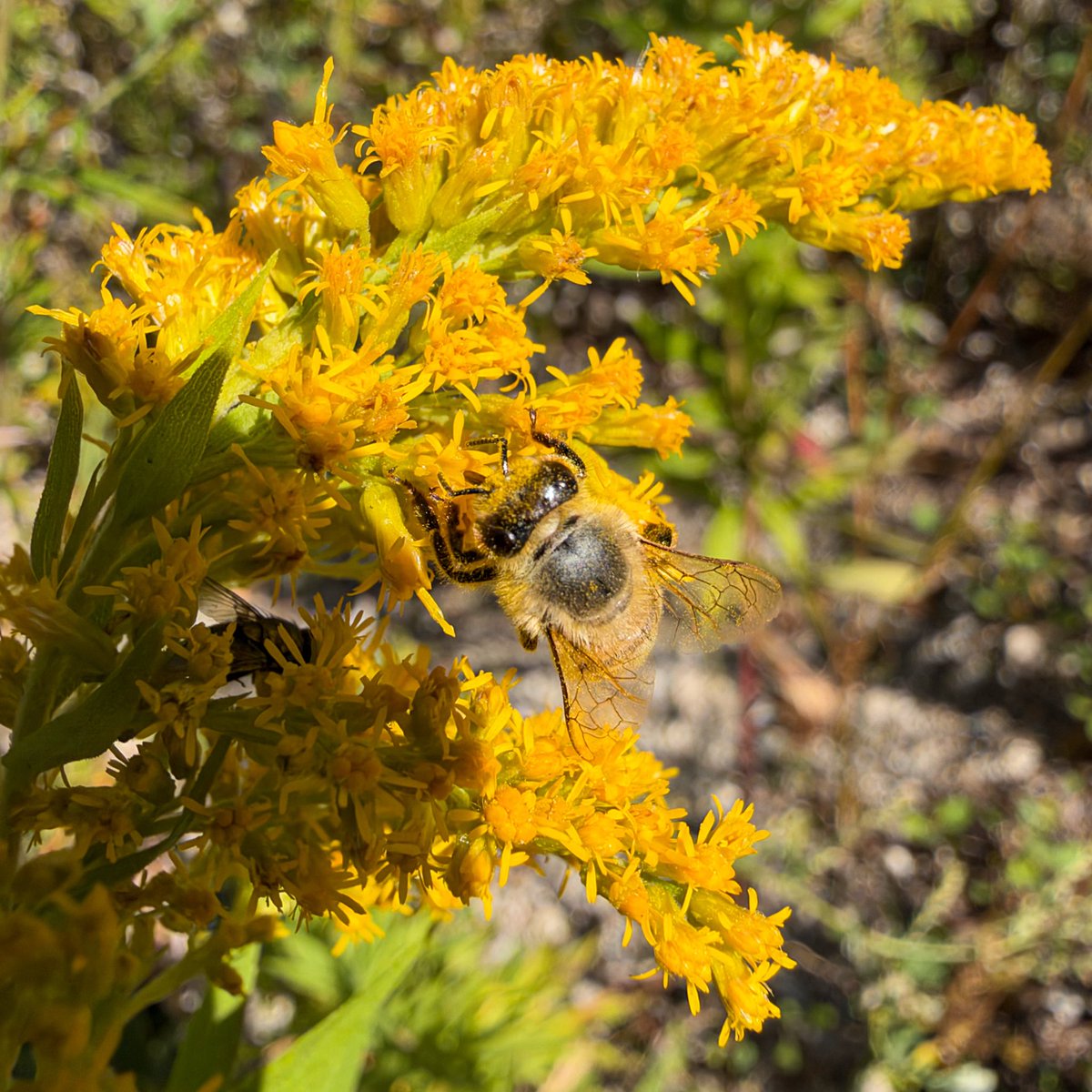 hellosaurav's tweet photo. Spent the afternoon watching these busy bees hard at work on the goldenrod. It is amazing to see them up close! 🐝🌼
#NaturePhotography #Bees #Pollinators #Goldenrod #SaveTheBees #MacroPhotography #iphone18promax #sauravphoto https://t.co/oLwFSFbnu8