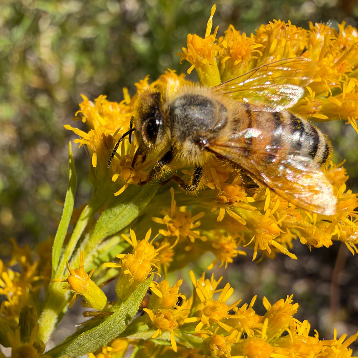 hellosaurav's tweet photo. Spent the afternoon watching these busy bees hard at work on the goldenrod. It is amazing to see them up close! 🐝🌼
#NaturePhotography #Bees #Pollinators #Goldenrod #SaveTheBees #MacroPhotography #iphone18promax #sauravphoto https://t.co/oLwFSFbnu8