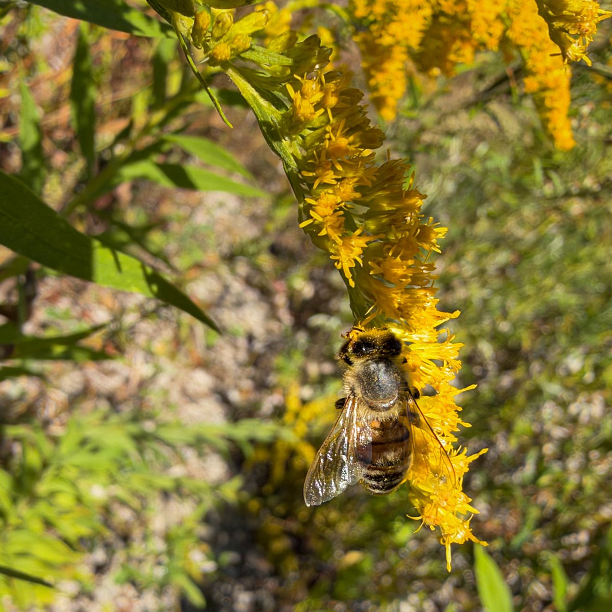 hellosaurav's tweet photo. Spent the afternoon watching these busy bees hard at work on the goldenrod. It is amazing to see them up close! 🐝🌼
#NaturePhotography #Bees #Pollinators #Goldenrod #SaveTheBees #MacroPhotography #iphone18promax #sauravphoto https://t.co/oLwFSFbnu8