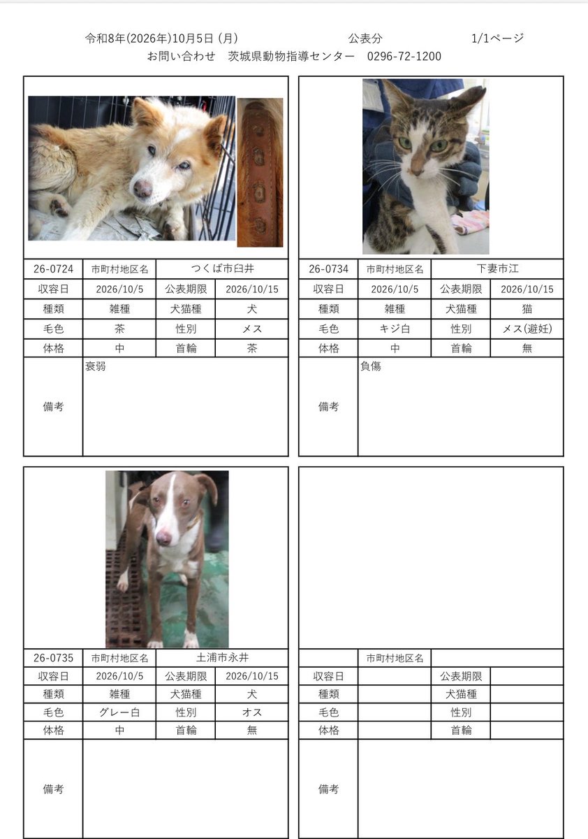 IBARAKI_Animal's tweet photo. 茨城県動物指導センターで保護している、迷子の犬猫の公表情報です。🐕🐈
お心当たりの飼い主様は動物指導センターにお電話ください‼️
動物指導センター
☎︎0296-72-1200(受付時間：平日8:30〜17:15)

10月5日（月）公表情報 https://t.co/otHfyIyyfY