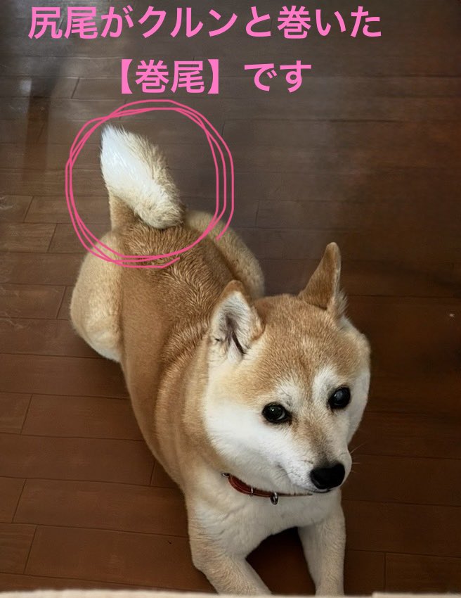 wu4gqfmiku's tweet photo. 【#拡散希望 #迷子犬】
7/6に香川県観音寺市で脱走した豆柴の「ミク」を探しています。
3ヶ月経ちました。
目撃や保護して頂いている方をご存知ないでしょうか？　
特徴：体重6.5kg 
はっきりした富士額、白靴下、巻尾、マイクロチップ有
情報宜しくお願いします🙇
#香川県 #観音寺市 #大野原町 #豆柴 https://t.co/KWSb8EjGaC