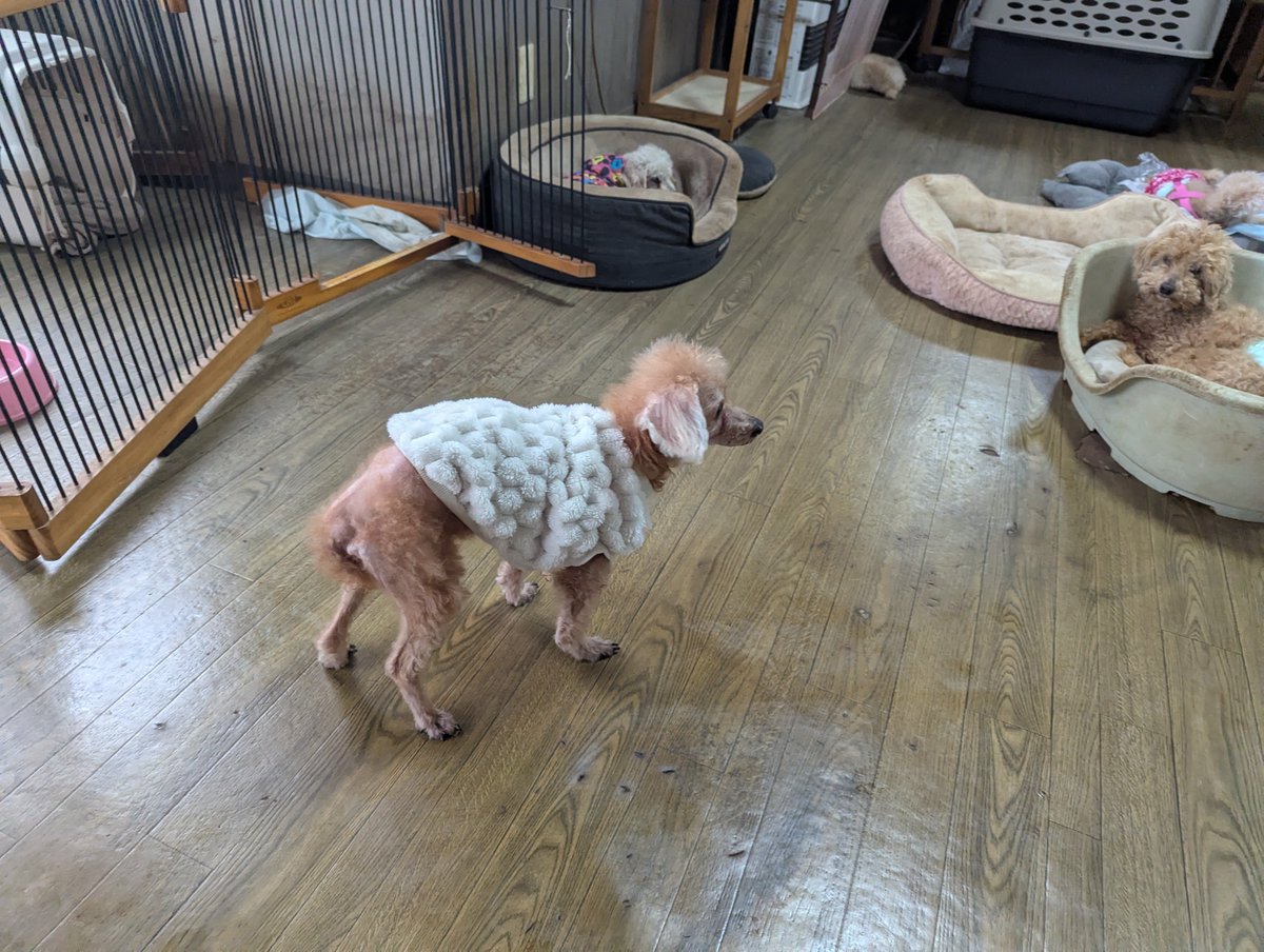 doghousedaddy08's tweet photo. 常連さんのトイプー親子マロンちゃんとアムくんがチェックインしました。
元気な姿が見れて嬉しいです！
店内の匂いを嗅ぎながら歩いています。
疲れてしまうようならサークルで休んでもらいますね。
#老犬ホーム
#軽井沢ペットホテル
#トイプー https://t.co/OJZiaxDSh9