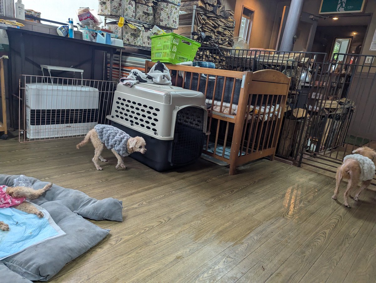 doghousedaddy08's tweet photo. 常連さんのトイプー親子マロンちゃんとアムくんがチェックインしました。
元気な姿が見れて嬉しいです！
店内の匂いを嗅ぎながら歩いています。
疲れてしまうようならサークルで休んでもらいますね。
#老犬ホーム
#軽井沢ペットホテル
#トイプー https://t.co/OJZiaxDSh9