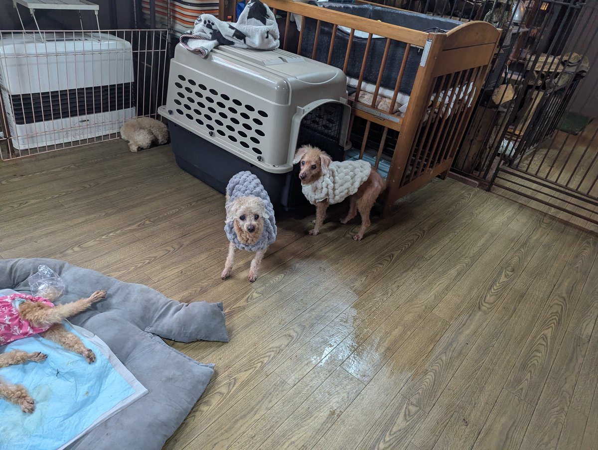 doghousedaddy08's tweet photo. 常連さんのトイプー親子マロンちゃんとアムくんがチェックインしました。
元気な姿が見れて嬉しいです！
店内の匂いを嗅ぎながら歩いています。
疲れてしまうようならサークルで休んでもらいますね。
#老犬ホーム
#軽井沢ペットホテル
#トイプー https://t.co/OJZiaxDSh9