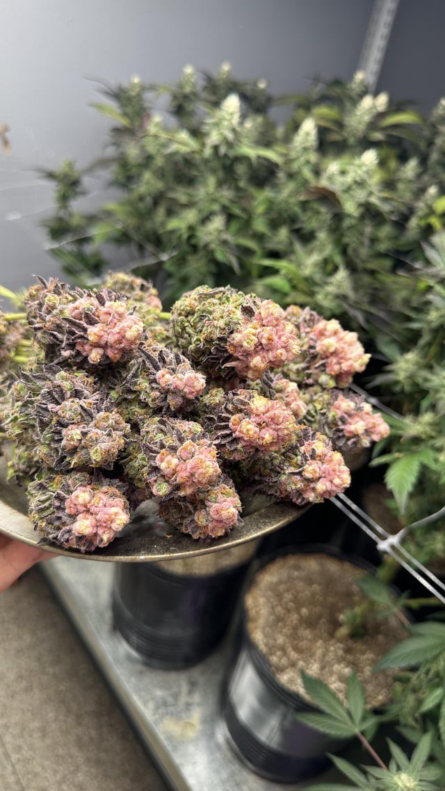 Oregon_bud's tweet photo. Most recent harvest https://t.co/vGL8pRQyYH