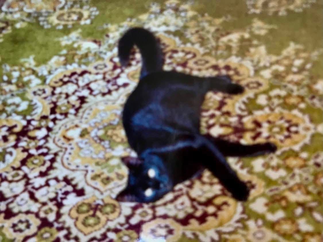 swinkying's tweet photo. 2000s core kitties https://t.co/9WQFriB7Mb