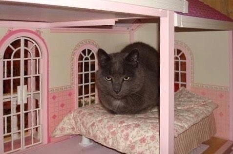 swinkying's tweet photo. 2000s core kitties https://t.co/9WQFriB7Mb