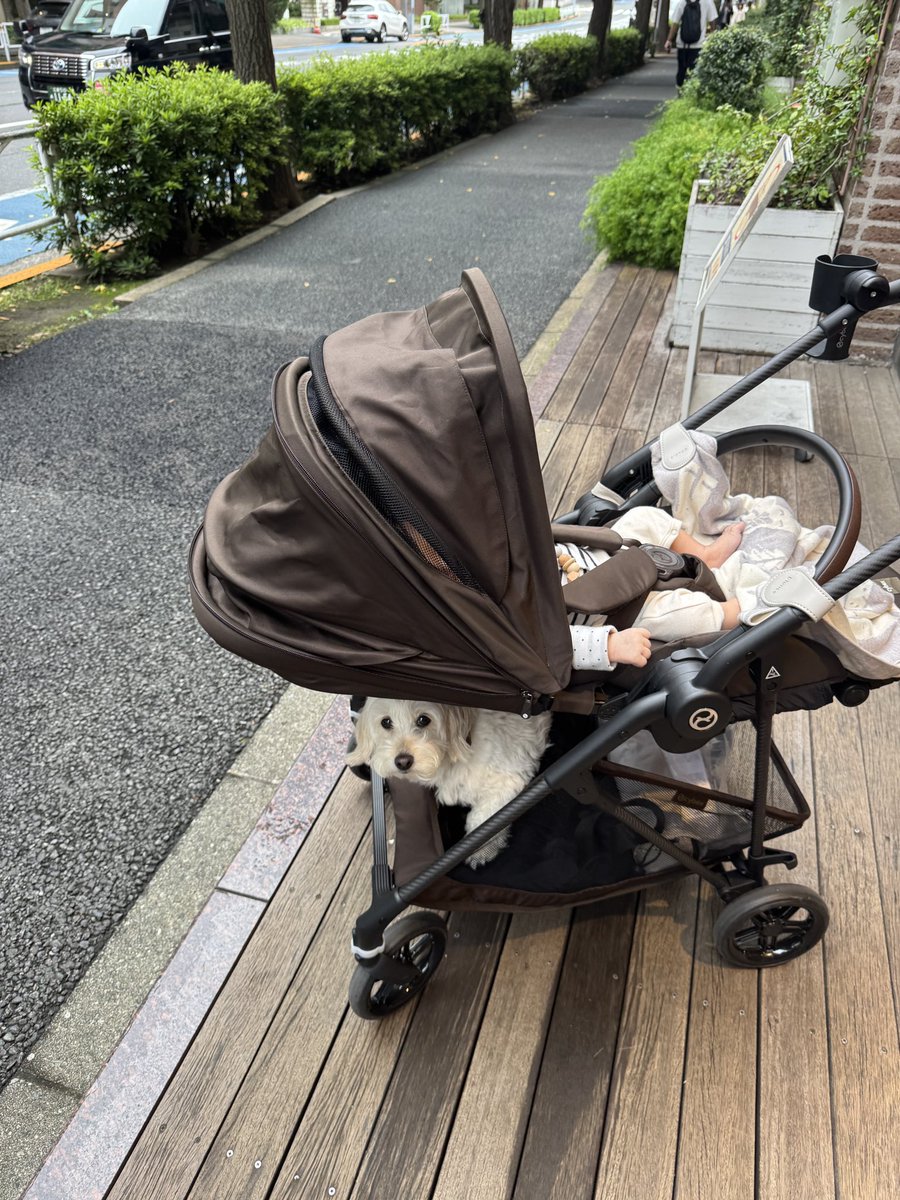 luckaoru's tweet photo. 母になって知った幸せ🫶
あたたかい食べ物を温かいうちに食べられるのご幸せということ〜！🤣

みなさん、おはようございます☺️
ファルは今日もモフモフでかわいいです❤️ https://t.co/24xBa5sitO