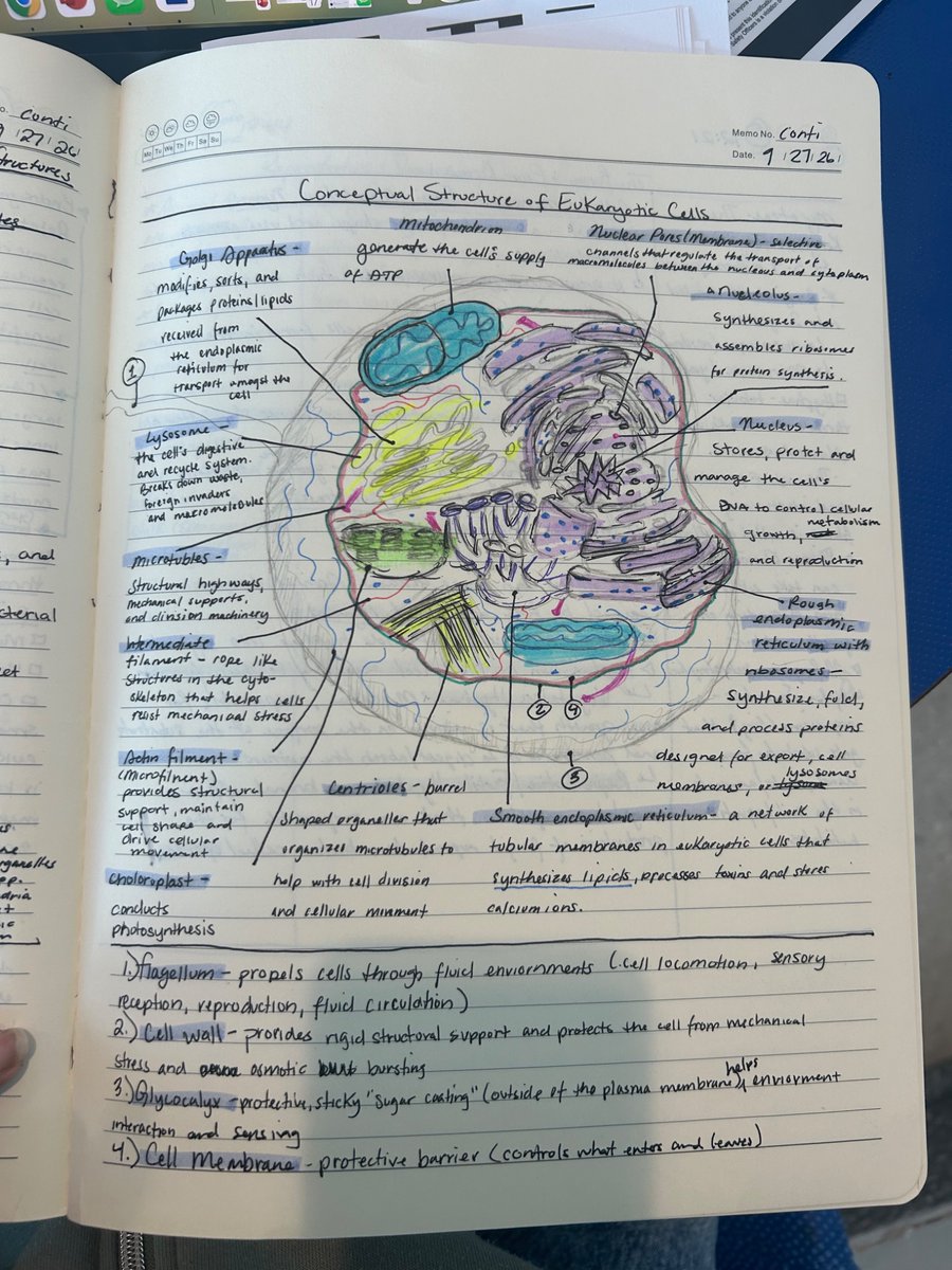 milkmuva's tweet photo. My notes got me a nearly perfect score on my first microbiology exam of the semester. https://t.co/O8HOKnvJ34