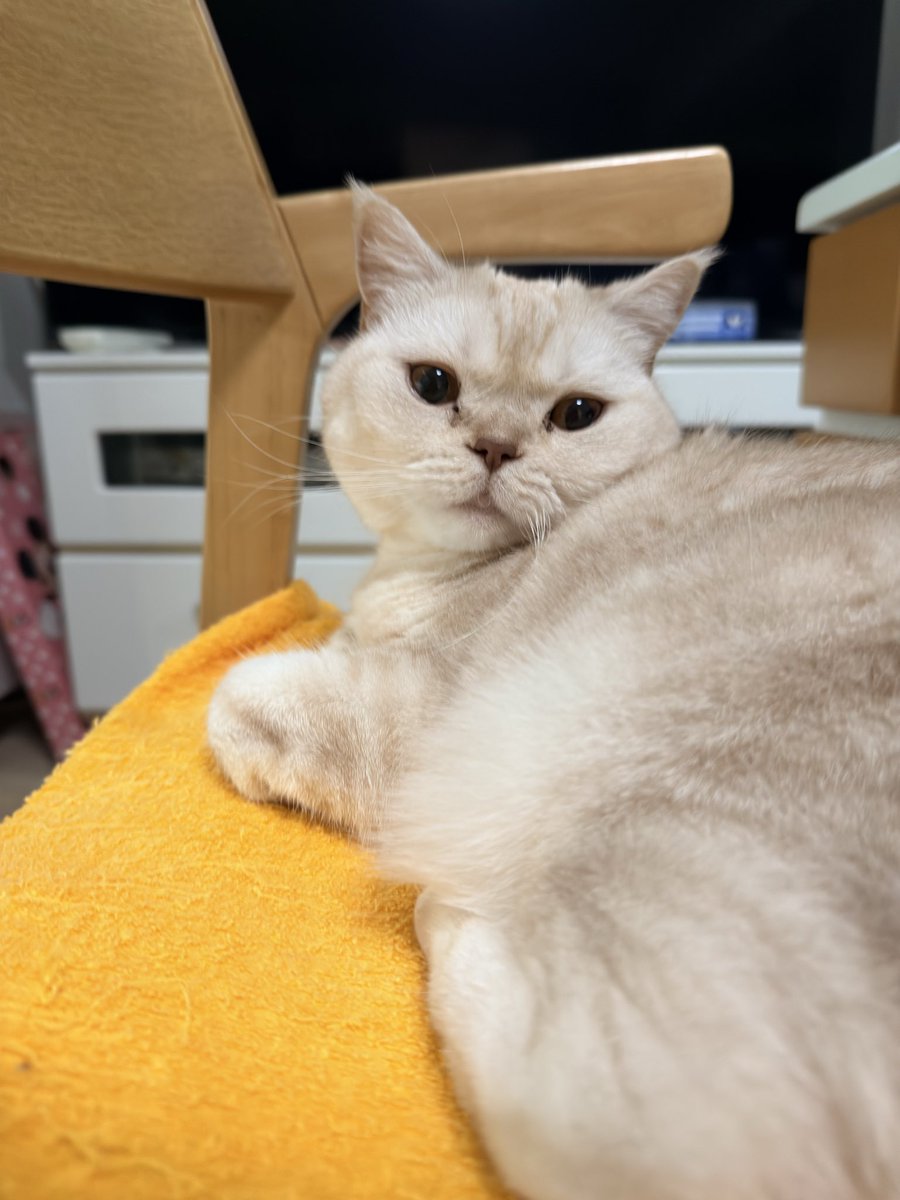 afro9253oba's tweet photo. お尻触ったら迷惑そうな顔😾
#立ち耳スコテッシュホールド
#我が家の猫　#猫5歳 https://t.co/lBTItTG3JF