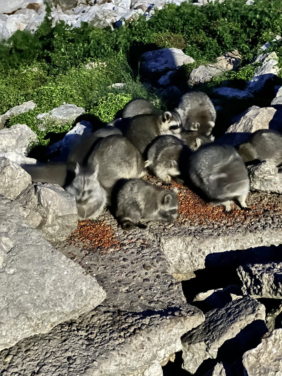 GalTrashRacoon's tweet photo. $GTR fed the coons this afternoon. Will stream live again tomorrow. Come watch. https://t.co/rFjVIlEDEQ