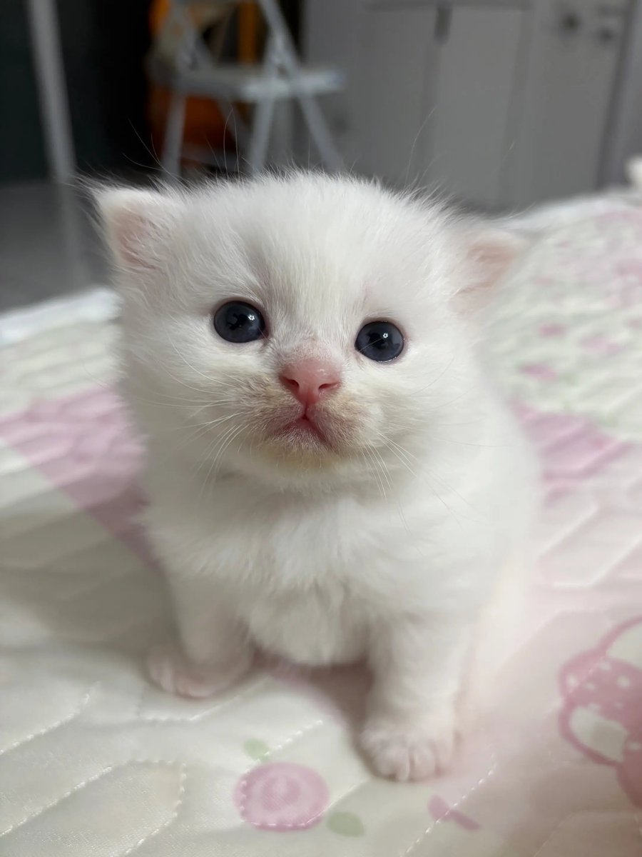 catsloversclubx's tweet photo. “Why are you looking at me like that? I’m adorable. Obviously.” 🥹 https://t.co/I2oJMQzmug