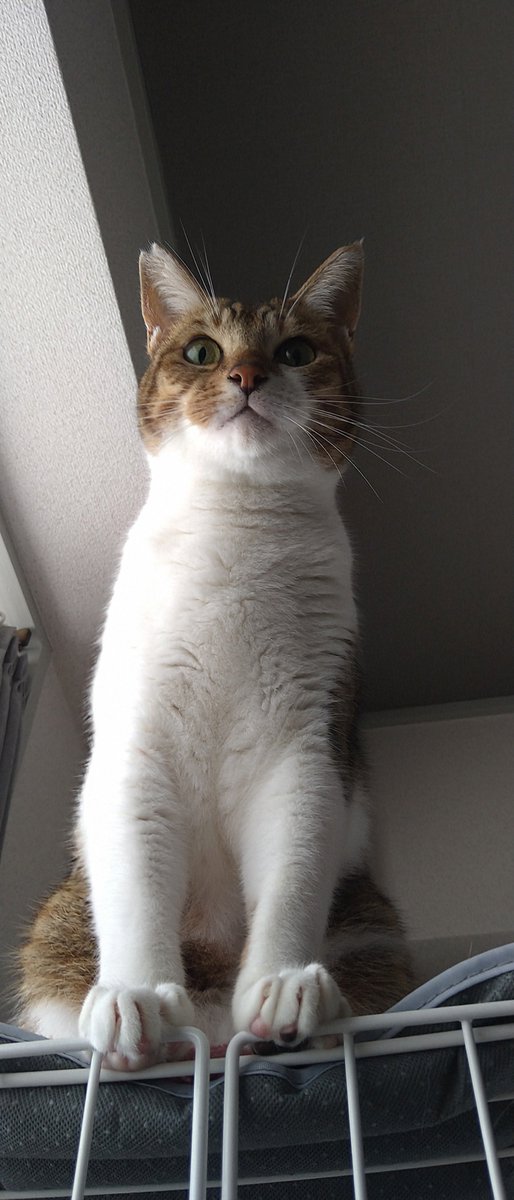 WhitEMan9wonS's tweet photo. 労働に入る人間を見下ろす猫様。
🐱「ｷｮｳﾓ、ﾈｺﾉ、ｺﾞﾊﾝﾀﾞｲ、ｶｾｹﾞﾖ」

#猫のいる暮らし #猫好きさんと繫がりたい https://t.co/EZ1YzAllfY
