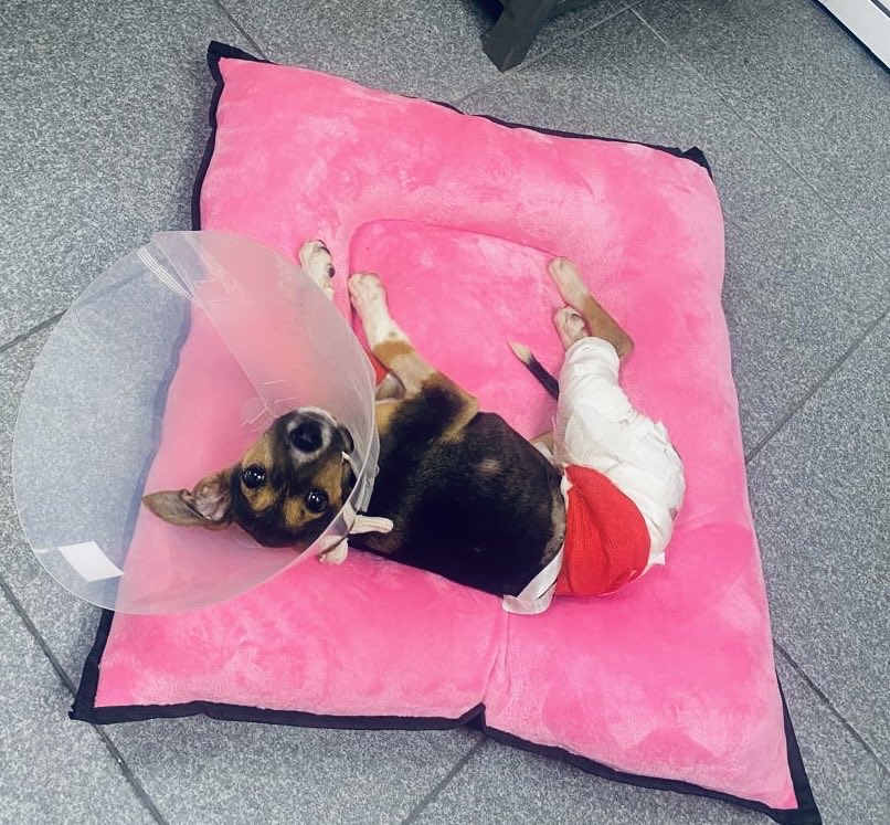 RefugiOceaniCAN's tweet photo. Hola, soy Chibi 🐾

¿Me ayudas con patitas de ayuda? 👉👈

Tengo muchas ganas de vivir, de amar y de correr mucho, mucho.

Por eso he sido muy buena perrita. Soy muy valiente. Me aguanto todas mis curaciones y hasta los piquetes en mis pompis sin llorar, aunque a veces sí me duelen mucho.

Mi humana dice que mis gastos son muchos y yo no quiero que se preocupe. Solo quiero curarme.

Si me mandas patitas de ayuda de $20 pesitos, entre muchos sí podemos juntar para mi tratamiento.

$20 es una patita de ayuda para mí.❤️‍🩹

Por favor, envíen patitas de ayuda. Mil gracias, les mando muchos lengüetazos.🙏🏼🙏🏼🙏🏼

Con amor,
Chibi 💜🐶🐾

Cuenta para mis patitas:
Azteca clabe: 127180013445630838 
Banorte clabe: 072180013252156100
BBVA clabe: 012180029738436107
a nombre de Areli
https://t.co/1pRdLdajHz: https://t.co/CmmanDp8o8

Concepto: Donación Chibi

#PatitasParaChibi #AyudaParaChibi