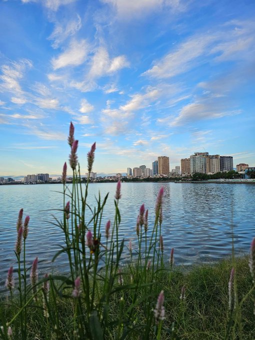 Pink-tipped wildflowers sway in the foreground by a tranquil lake, with a city skyline rising across the water under a bright blue sky scattered with wispy clouds—capturing a serene morning scene to greet the new day.