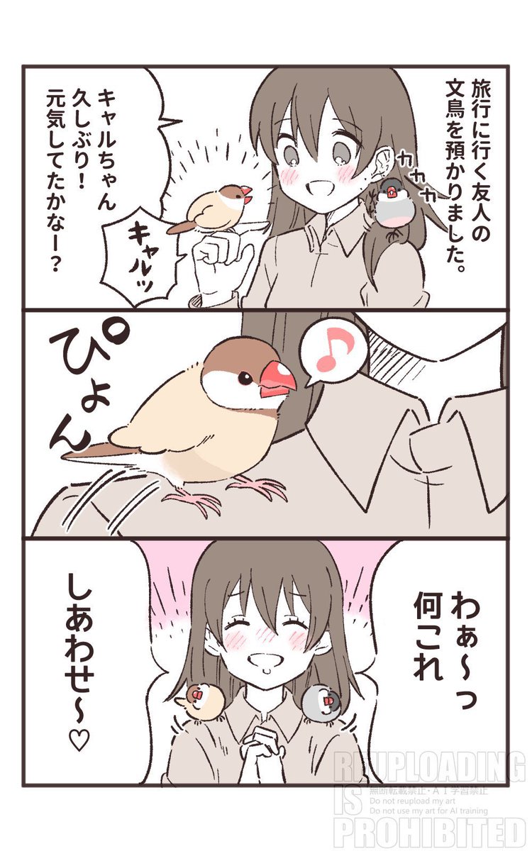 sinamomomomo's tweet photo. （再掲）文鳥あるある漫画

文鳥ちゃんが2羽に
幸せも2倍になっちゃった♡ https://t.co/mueJh6WDP1
