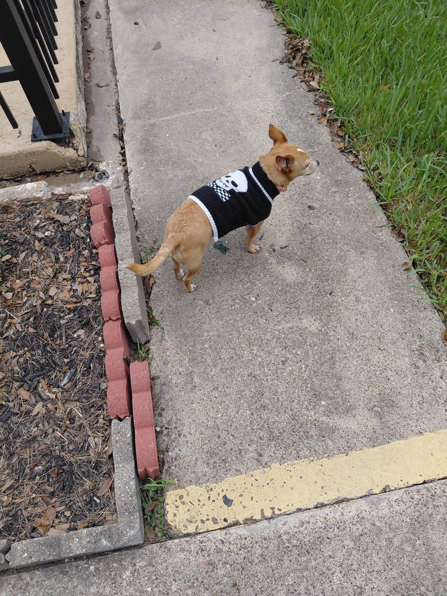 shadowcool29481's tweet photo. Just about that time for Fall Sweater Weather 😌🍂🍁🌳🎃💀☠️👻🕷🕸🐕🐾 https://t.co/ob4IXrZhUs