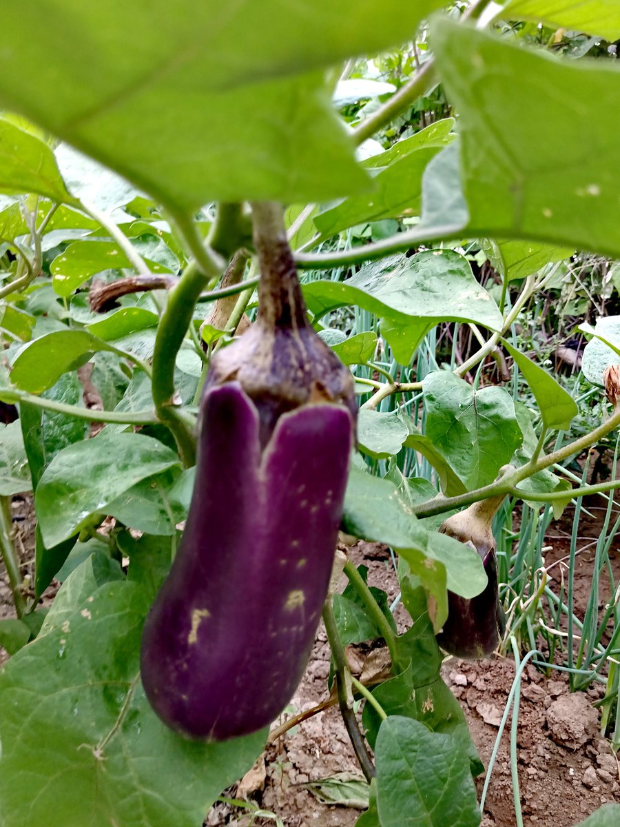 ShirleyLamj6x7's tweet photo. This morning I was caught in the rain, and lucky enough, a friend shared a purple coat with me—she even saved my favorite eggplant and spicy tofu, making my whole day warm! https://t.co/oMBBryljTh