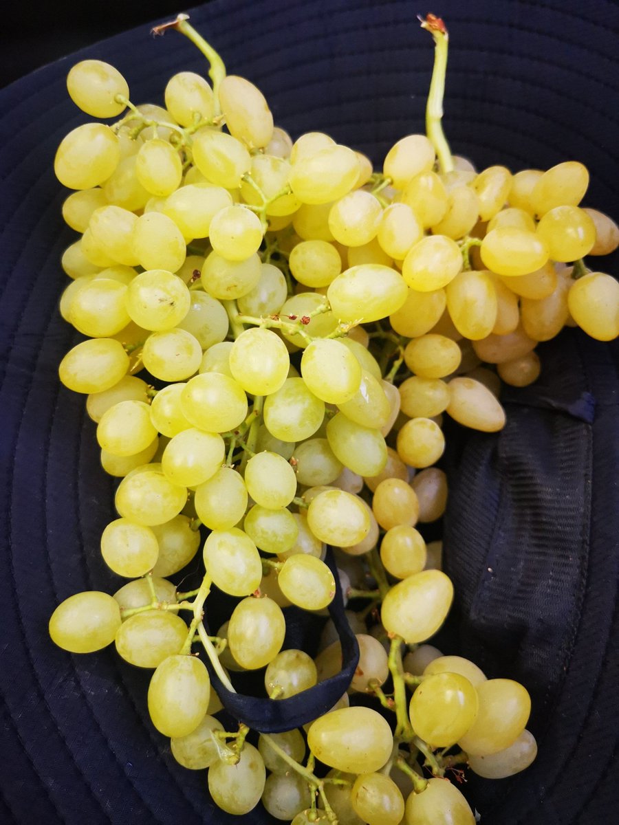 EugeneMendmdnm's tweet photo. Just dropped a sweet batch of crispy 趟匣萄 —autumn’s tiny sun-kissed gems that hit different every time! https://t.co/Ik0ru7dB4b
