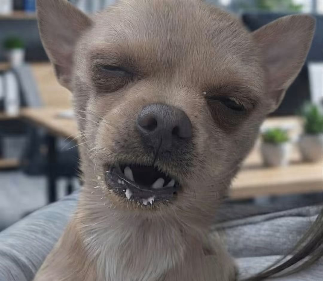 angelo_uf's tweet photo. Yo en el trabajo pensando en mi camita: https://t.co/ywL2WTfxBp