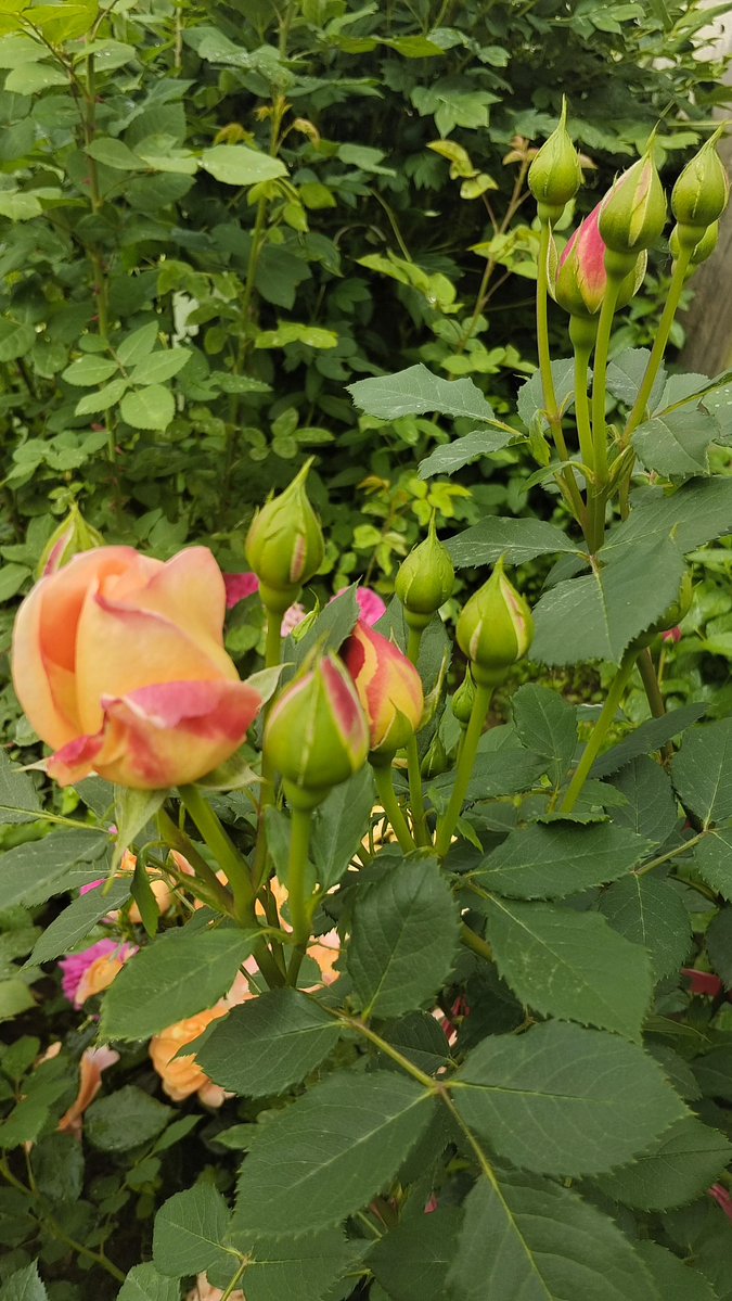 KayleeBallapcy's tweet photo. [Rosas crecen en terrenos que a la cobardía le cuesta hasta tocar, pero su belleza no se deja opacar por lo difícil de escribir su historia] https://t.co/VEnlr8Kgxp