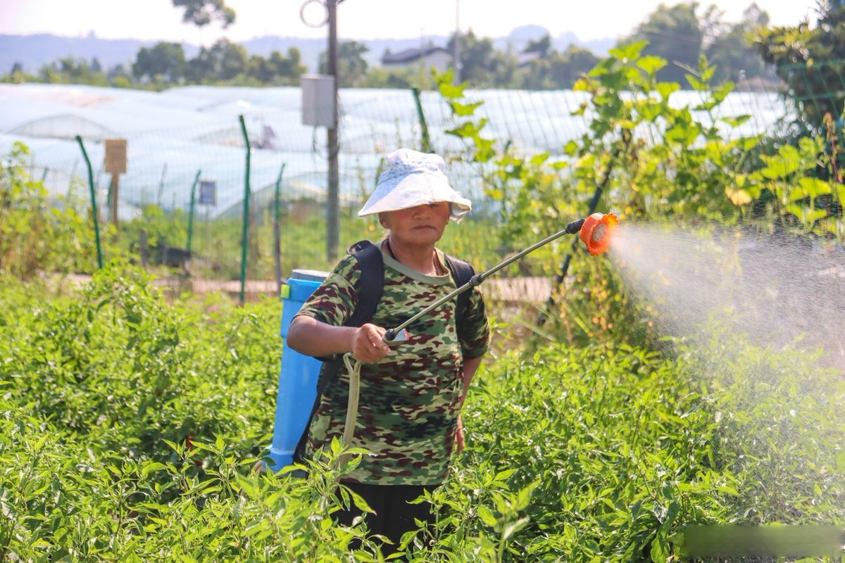 CarolynVaro7an's tweet photo. Today I went to the farm, saw a cute old 翁 (wēng)， a straight 杆 (gān) plant stand, and a sweet 姑 (gū) lady harvesting veggies. #FarmVibes https://t.co/rBDjXwTYr1