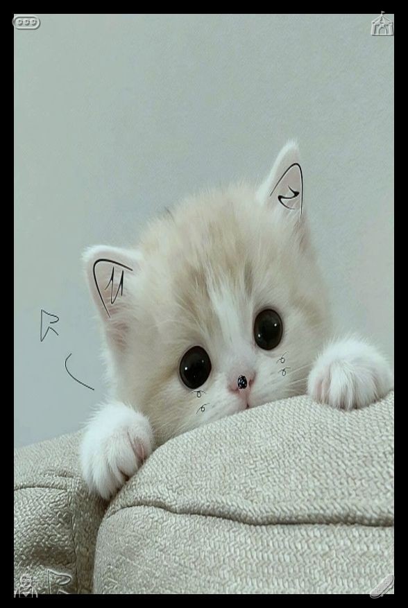 2622__ tweet picture
