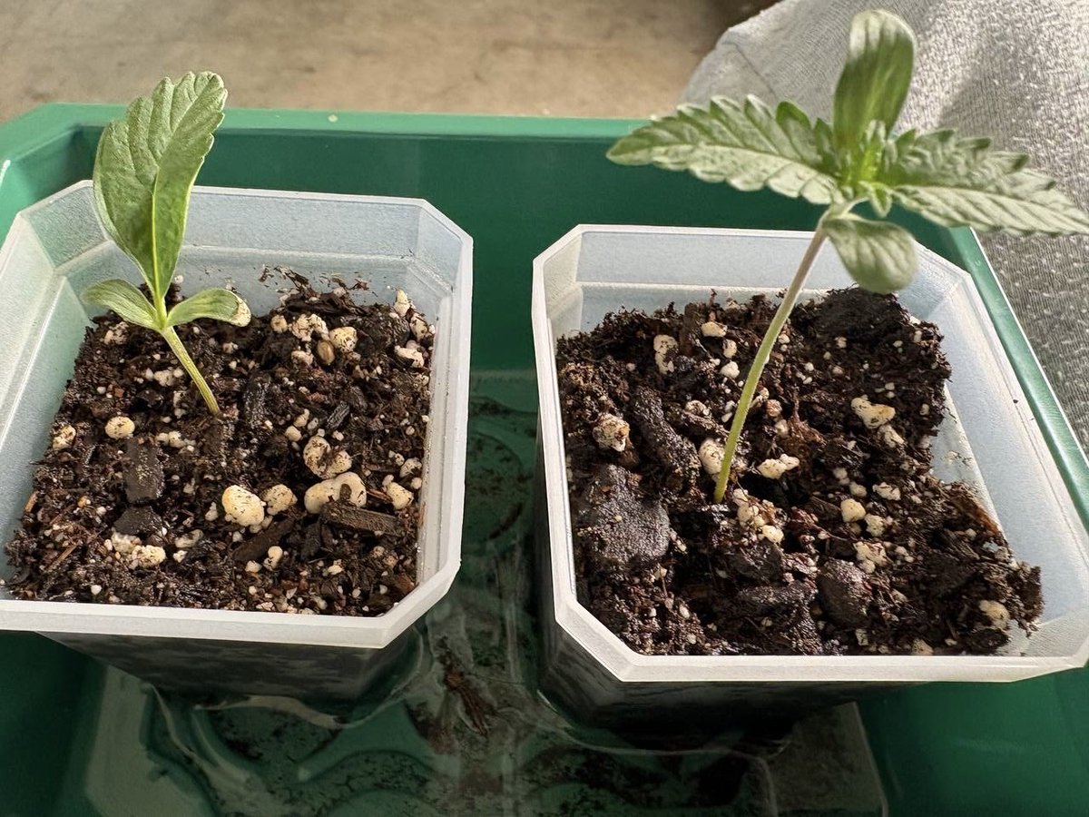 GrowJournalpf's tweet photo. The $GROW on @pumpfun is going smooth!

Here’s a closeup of Sour Diesel and Hash Burger ⛽️ 🍔 

5JoM2smMHfhnX5Qkaphm3ZR6mQUVdt81rVdhPBiEpump

#cannabis #growjournal #cannabisgrow #sourdiesel #hashburger #420grow #seedlings #memecoins #pumpfun https://t.co/FnSy5L0rcL