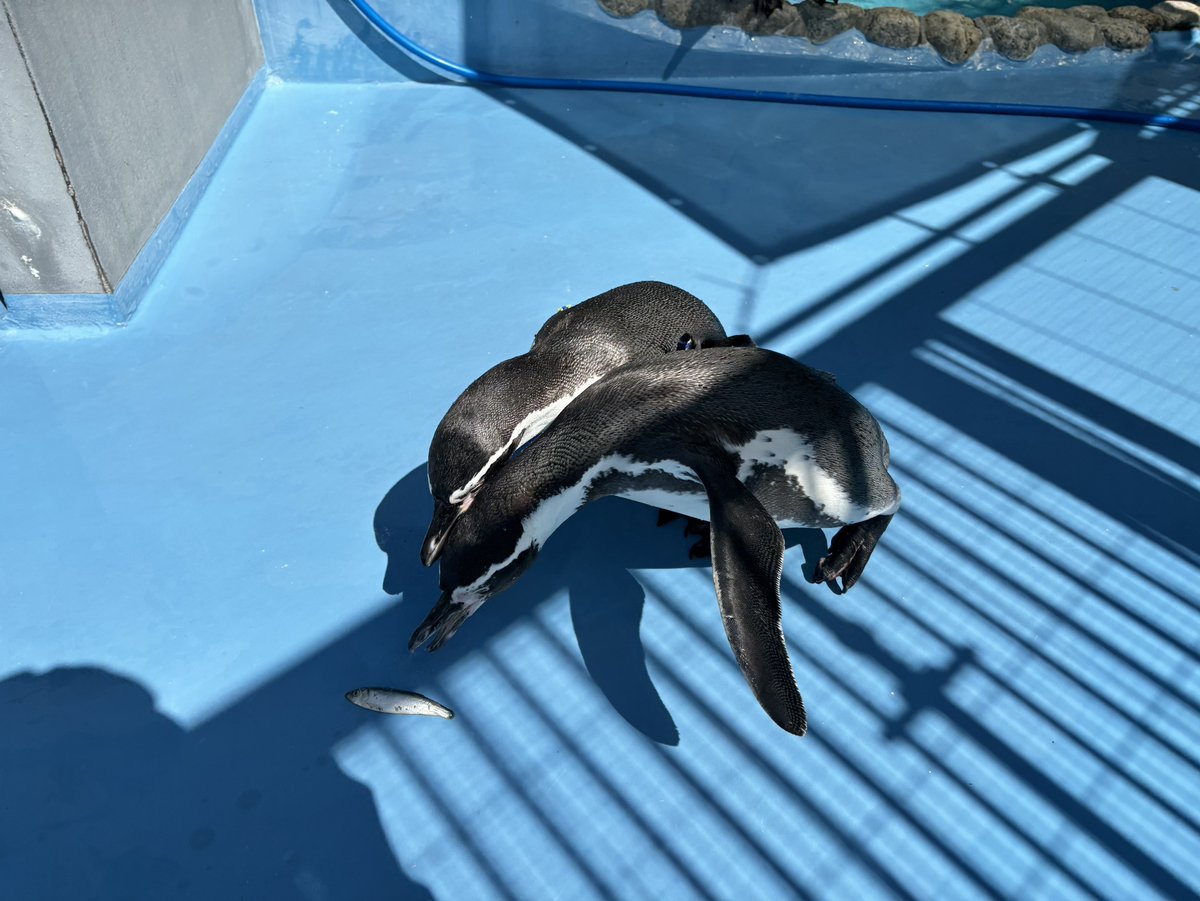 kobeojizoo's tweet photo. 大好物のニシンの時は争奪戦になる #フンボルトペンギン🐧この後もう1羽も食べました🐟

#王子動物園 https://t.co/hvg6jyCa9a