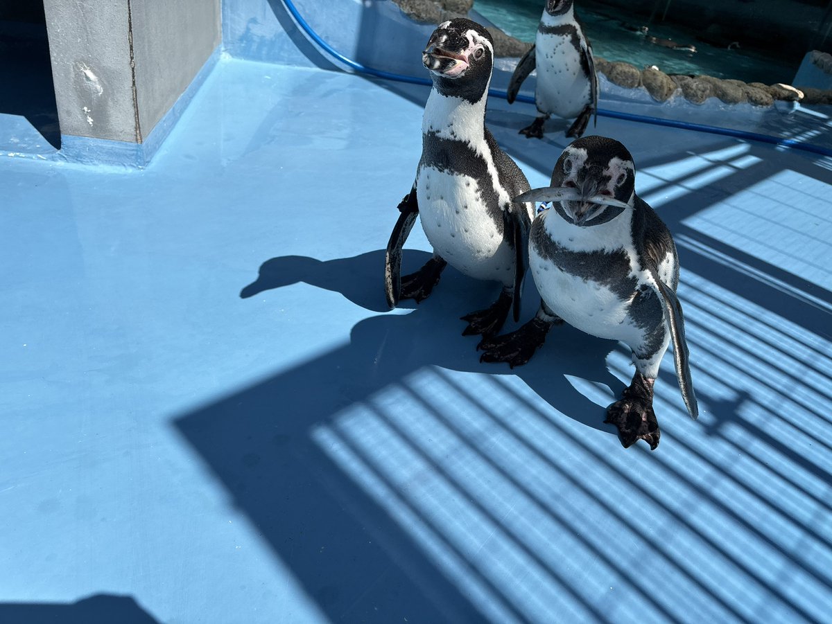 kobeojizoo's tweet photo. 大好物のニシンの時は争奪戦になる #フンボルトペンギン🐧この後もう1羽も食べました🐟

#王子動物園 https://t.co/hvg6jyCa9a