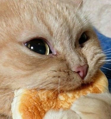 willowsbites's tweet photo. @pink_hyu Oh my goddddd they'd have to pry your goatnon out of my vold dead hands im gonna EAT HIM UP

He lives in my head rent free now ty https://t.co/VAN6woxMCf