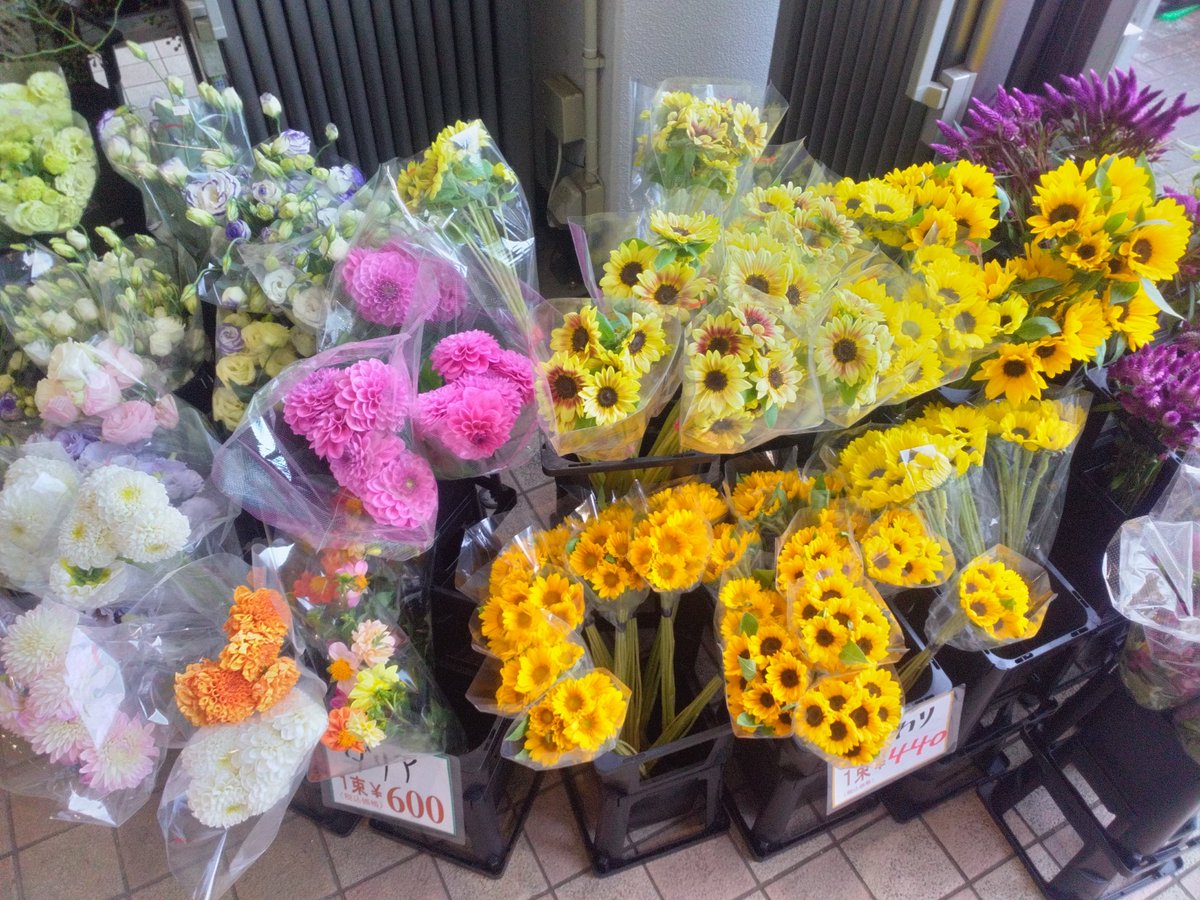 WF_bessho's tweet photo. おはようございます☀✨️
ワールドフラワー開店致しました！
本日は、午後から鉢花の入荷がございます！

お祝いや御供えに【胡蝶蘭】

お庭で毎年お仏花を収穫
タダで御供え【ガーデンマム】

切花もお買い得です！
是非お立ち寄り下さい！
#ワールドフラワー　#イトーヨーカドー横浜別所店　#上大岡 https://t.co/XxaG4Hbej4