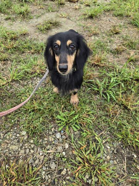 satoya_boshu's tweet photo. かわいいショコラちゃん
推定3歳0ヶ月
♀ 奈良県

【犬種】ミニチュアダックスフンド(ロング)/ブラック系
【性格】少し怖がりさんですが、慣れると甘えてきます。
【健康状態】元気で良好です。
【体重】4.0kg https://t.co/14Vq8jhqdN