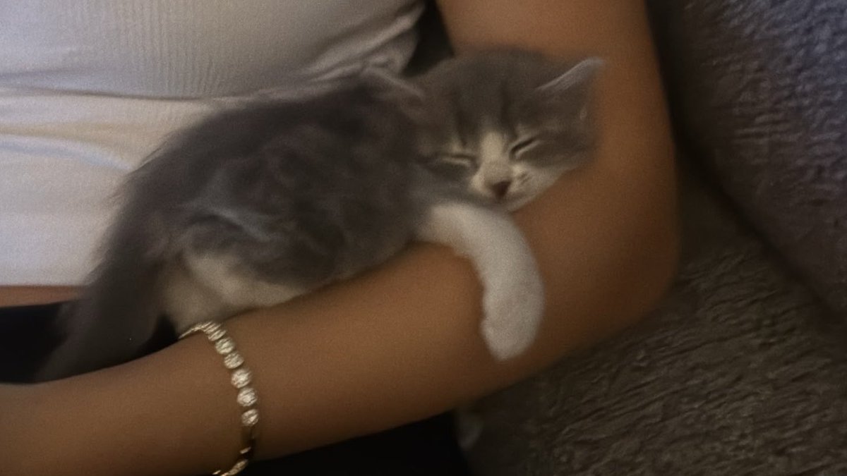 duserayruk's tweet photo. kedi https://t.co/iUjATOklNk