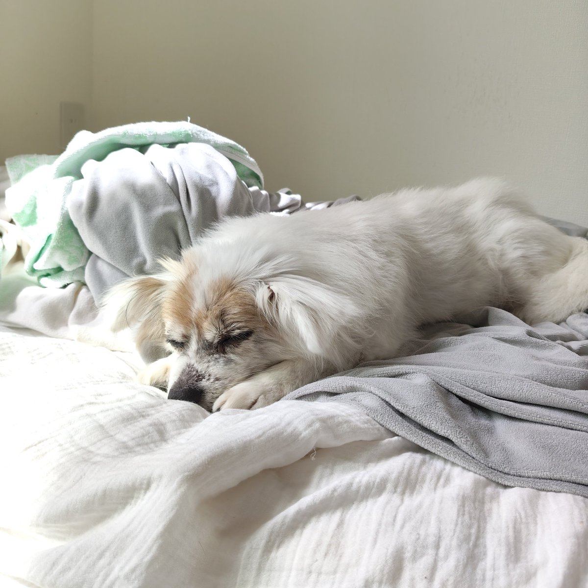 motoutput's tweet photo. 二度寝中。

#犬のいる生活 https://t.co/IhP0CMIbou