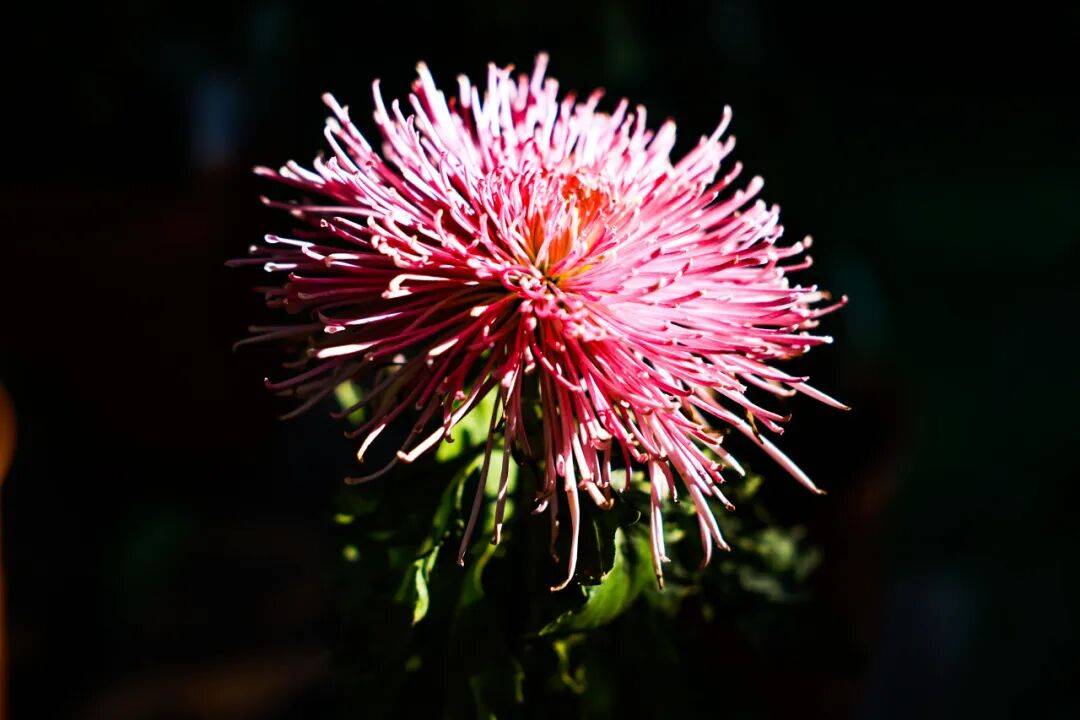 RidgeJacka6a9j's tweet photo. Chrysanthemum pods, phlegm relief, final rescue—this natural gem wraps care in every petal, a gentle end to discomfort. https://t.co/F2e25DE5NT
