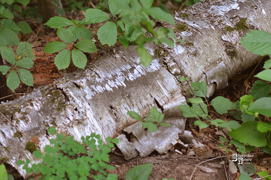 SharpshotNature's tweet photo. Sharpshot Nature .Com 00489-tod-013171 Log
#sharpshotnature #log #tree #bark #plant #leaf #summer #nature #naturephotography #wildlife #wildlifephotography #photography https://t.co/D5wtHvk0gu