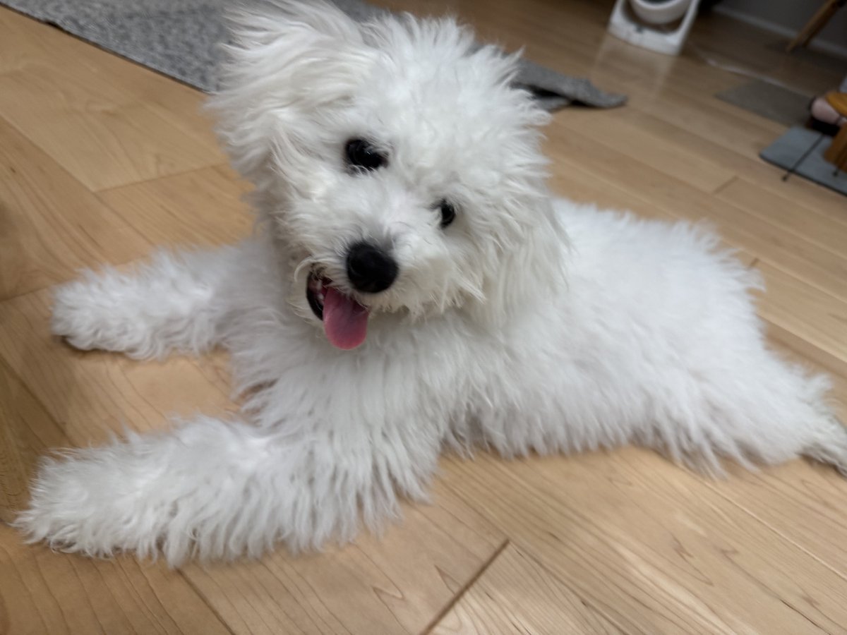 DensukeIde's tweet photo. ふくのすけをお迎えして丁度1ヶ月
少し成長しすぎくらいでむちむちしてます。飼い主も学ぶことが多く手探り状態ですがかわいい笑顔を見ると何よりですね。
#ボロビション #ふくのすけ #fukunosuke https://t.co/mjcy4kKCjV
