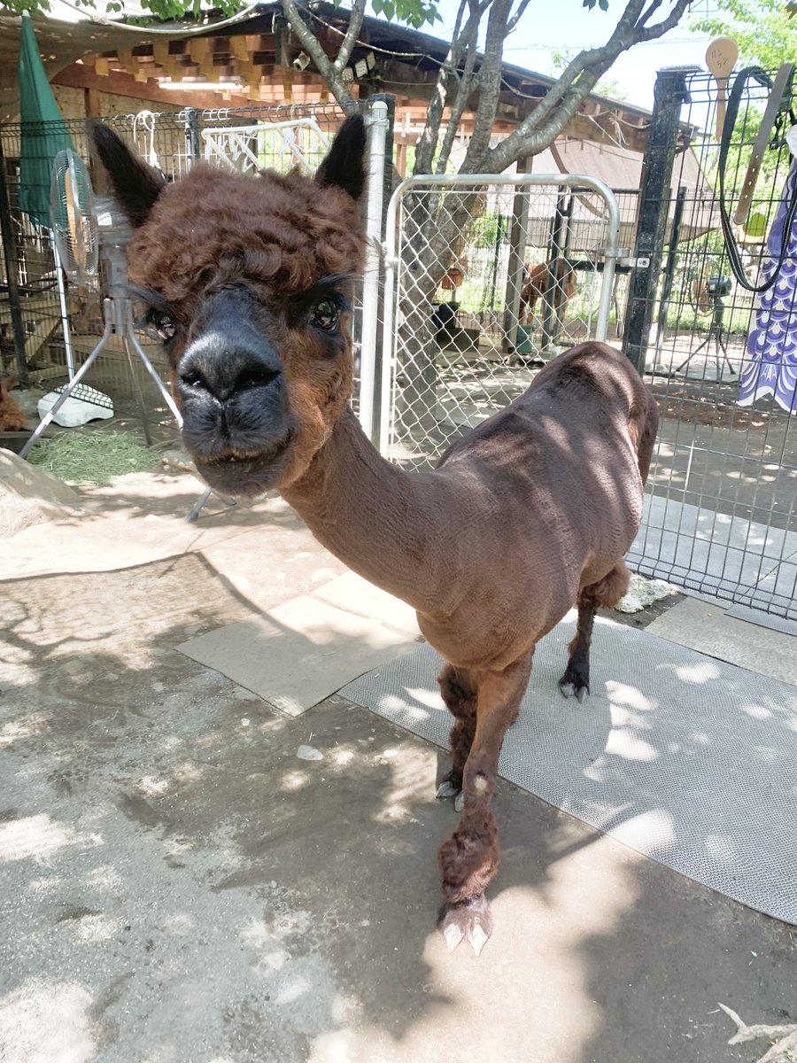 BellMall_alpaca's tweet photo. 【大切なお知らせ】
2024年９月にアルパカ広場を引退し、大谷で過ごしていたリン（16歳）が10月1日に永眠いたしました。
詳しくは画像をご覧いただければと思います。
生前、リンを可愛がってくれた皆様に感謝申し上げます。 https://t.co/ax7Z9QU1TR