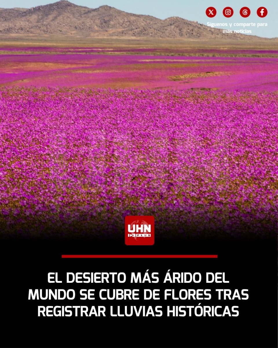 UHN_Plus's tweet photo. 🇨🇱‼️ | El fenómeno de súper El Niño provocó precipitaciones récord de hasta 190 mm en el norte de Chile y desató la mayor floración del desierto de Atacama registrada desde 1997. Más de 17.000 kilómetros cuadrados de dunas e hibernaciones de décadas se transformaron en un manto de 200 especies de flora silvestre, un evento ambiental y turístico que atraerá más de 300.000 visitantes hasta noviembre.