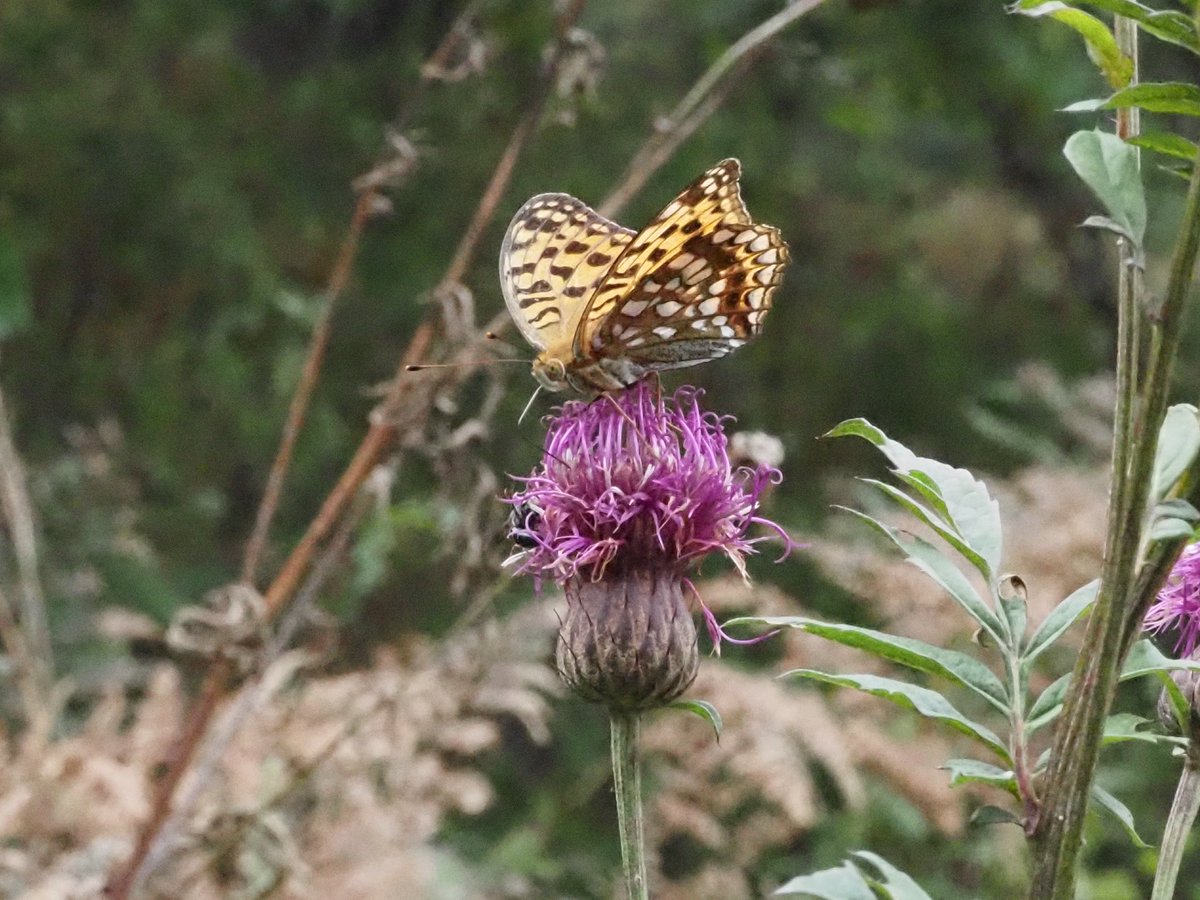 OsoPanda551's tweet photo. ウラギンヒョウモン🦋でしょうか？
地元では会えないチョウチョがいっぱいいました☺️
2026.9 八島湿原 https://t.co/qasNXyjS8i