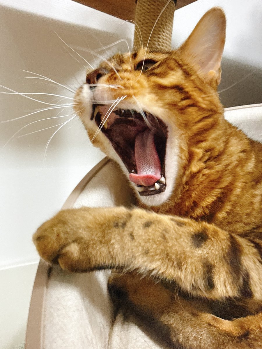 eoheoh_out's tweet photo. 今日のねこ https://t.co/6VdC1dlep1