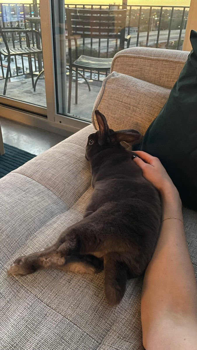 Dewbug_'s tweet photo. He jumped up next to me for pets https://t.co/mhAe7bmosb