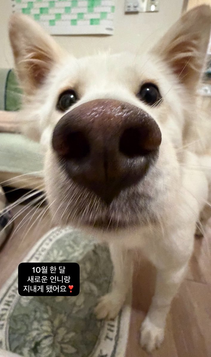 two_stones_paju's tweet photo. 순돌이는 이번에도 기적처럼 임보 종료일을 하루 앞두고 새로운 임보처를 구했어요. 새로운 임보 언니랑 짧은 산책도 했어요. 구조 후로 하루도 마음 편한 날이 없었던 것 같은데 어제 유독 긴장했네요.(인간이ㅜㅜ)
순돌이가 평생 가족을 찾도록 응원해주세요! 공유해주시는 분들 늘 감사드립니다🙏🏻❣️ https://t.co/qkEDR81F83