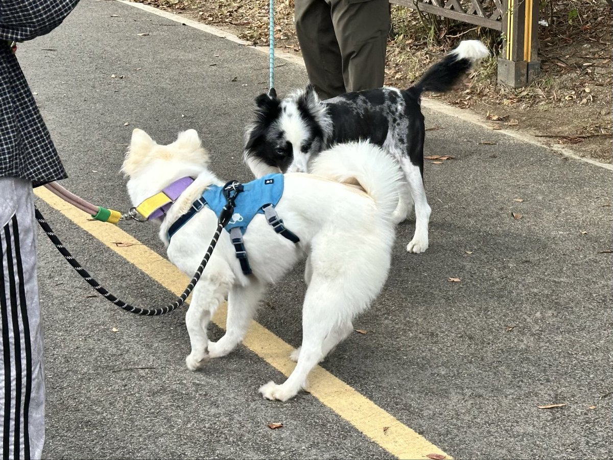 two_stones_paju's tweet photo. 순돌이는 이번에도 기적처럼 임보 종료일을 하루 앞두고 새로운 임보처를 구했어요. 새로운 임보 언니랑 짧은 산책도 했어요. 구조 후로 하루도 마음 편한 날이 없었던 것 같은데 어제 유독 긴장했네요.(인간이ㅜㅜ)
순돌이가 평생 가족을 찾도록 응원해주세요! 공유해주시는 분들 늘 감사드립니다🙏🏻❣️ https://t.co/qkEDR81F83